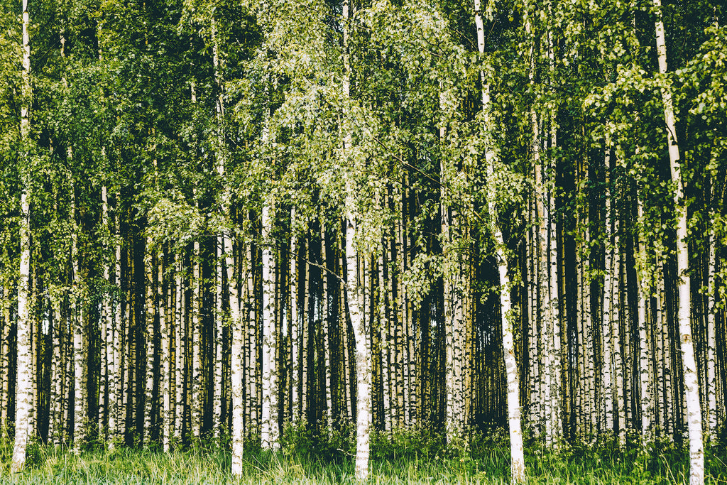 Green Tops Birches Forest Mural - WYNIL by NumerArt Wallpaper and Art