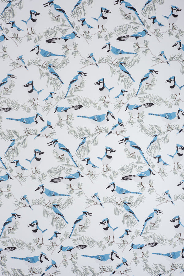 Blue Jay Wallpaper - WYNIL by NumerArt Wallpaper and Art