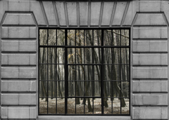 Forest Trail Through Windows Mural - WYNIL by NumerArt Wallpaper and Art