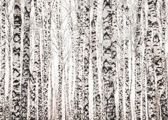 Soft Light Birches Forest Mural - WYNIL by NumerArt Wallpaper and Art